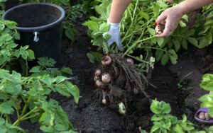 gardener pulling potato plants out of the dirt