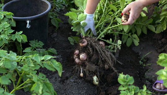 gardener pulling potato plants out of the dirt