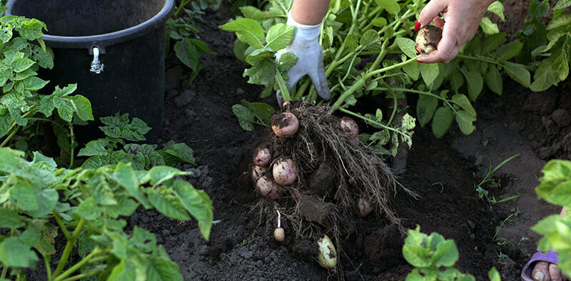 gardener pulling potato plants out of the dirt