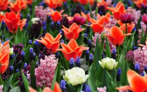 spring perennial flowers in bloom