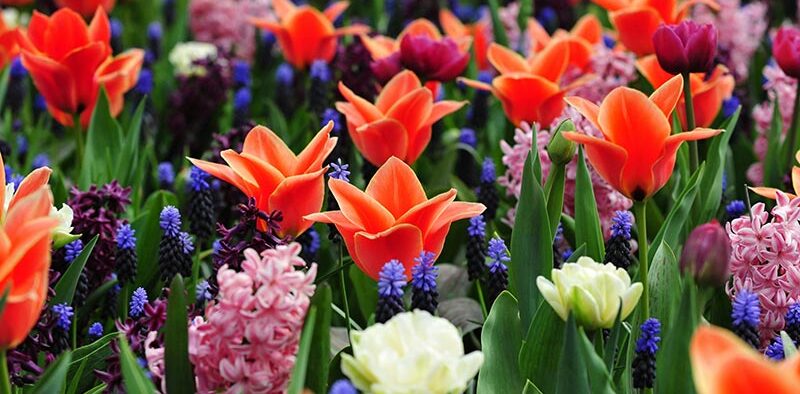 spring perennial flowers in bloom