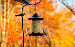 small birds on bird feeder with fall foliage in background