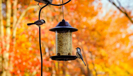 small birds on bird feeder with fall foliage in background