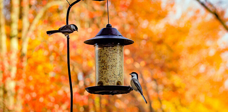 small birds on bird feeder with fall foliage in background